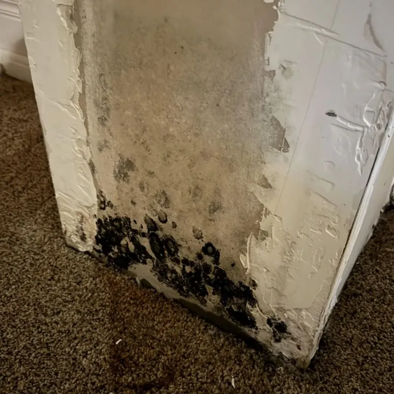 Professional Mold Removal in Boiling Springs, SC